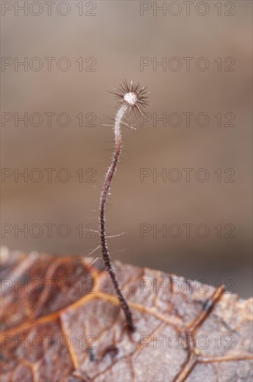 Holly parachute fungus