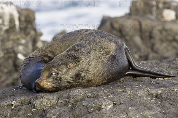 Southern fur seal