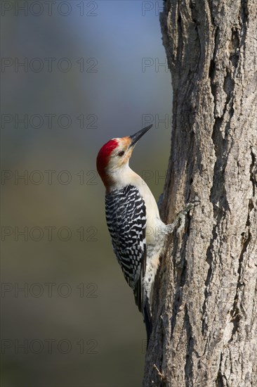 Red-bellied woodpecker