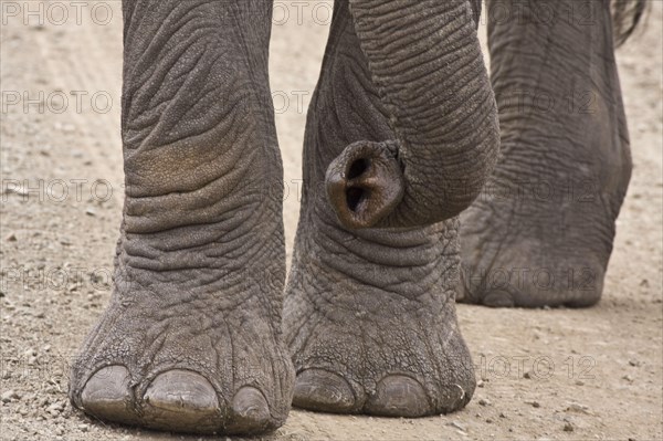 African elephant