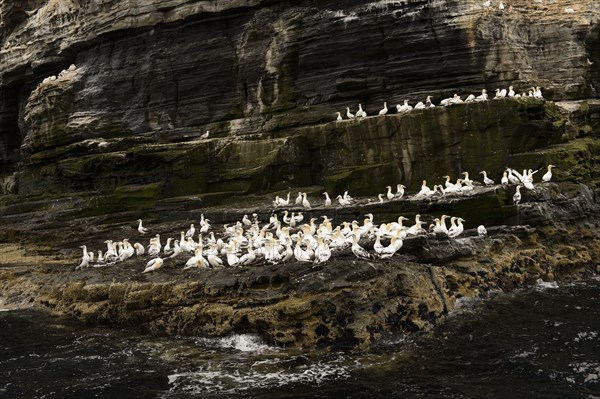Northern Gannet
