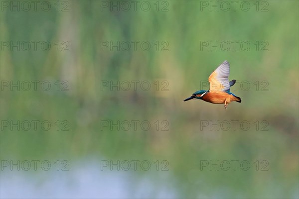 Common kingfisher