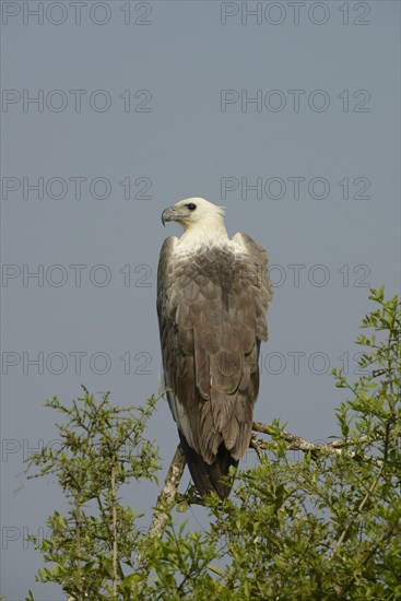 White-bellied sea eagle