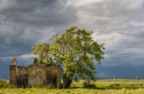 Ruins and tree on coastal grazing marsh habitat