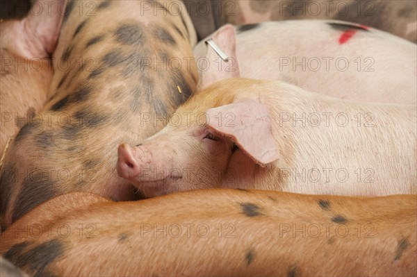 Domestic pig