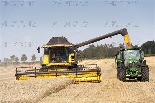 Wheat