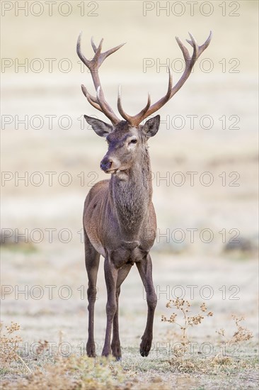 Red deer
