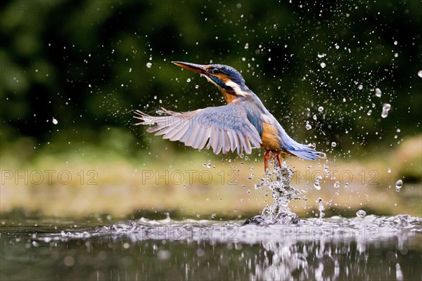 Common Kingfisher