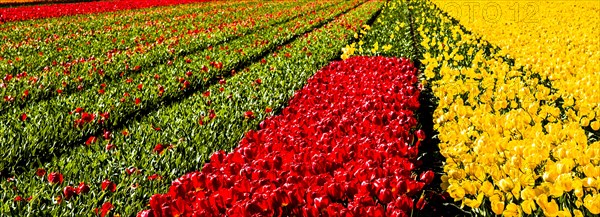 Flowering tulip fields