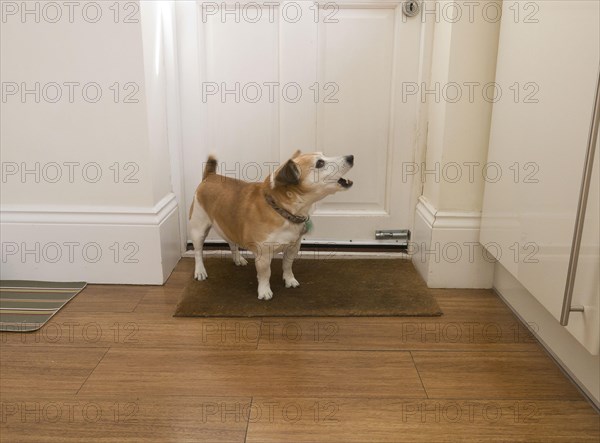 Jack Russell Terrier