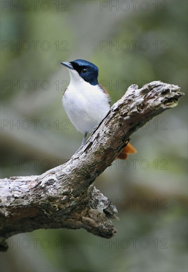 Shining Flycatcher