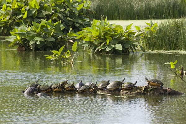 (Pseudemys rubriventris) nelsoni, florida red-bellied cooter (Pseudemys nelsoni), red-bellied