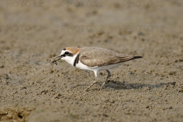 Kentish plover