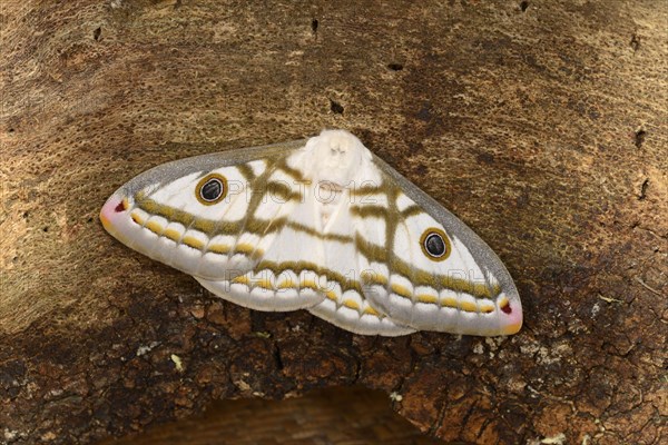 Marbled Emperor