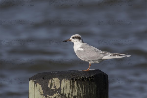 Common Tern