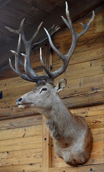 Deer