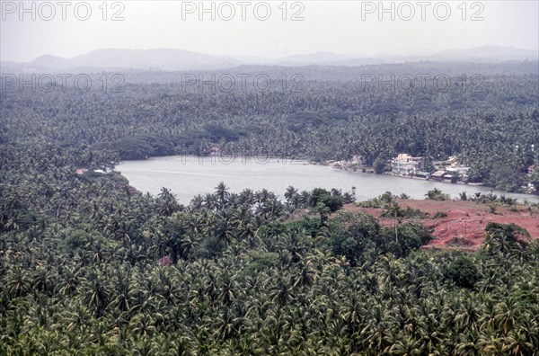 Coconut trees around Mahi in Puducherry or Pondicherry