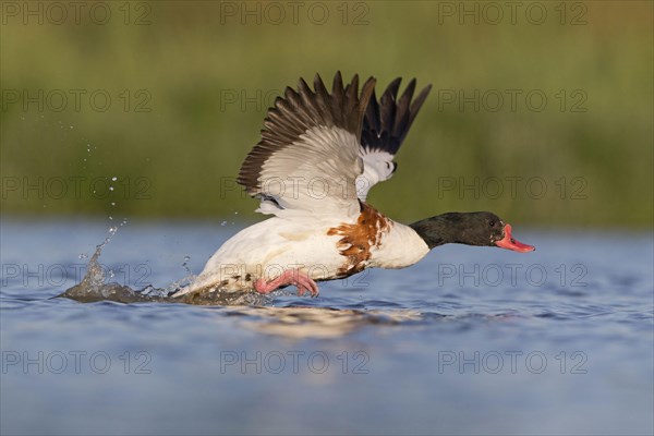 Common shelduck