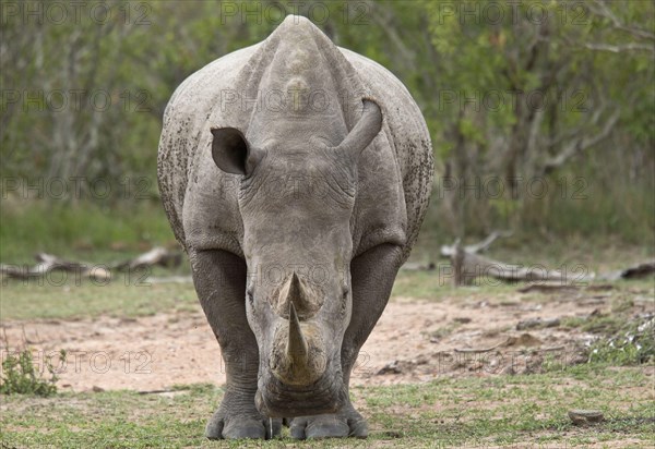 White Rhinoceros