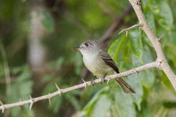 Brown-bellied Flycatcher