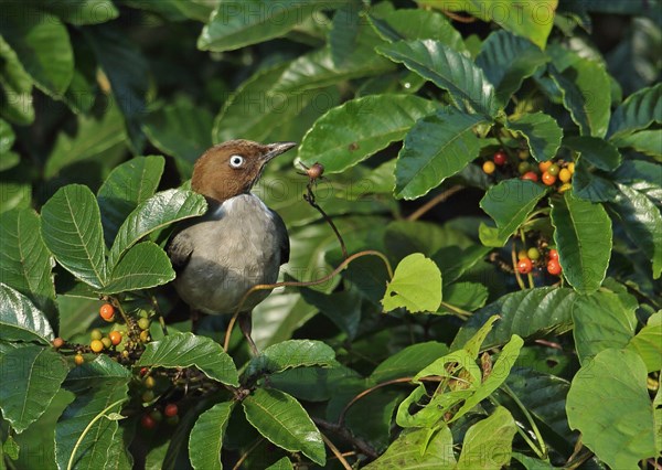 White-eyed thrush