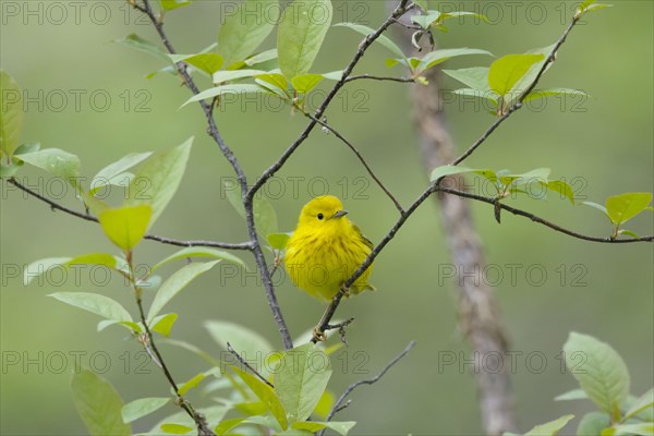 Yellow Warbler