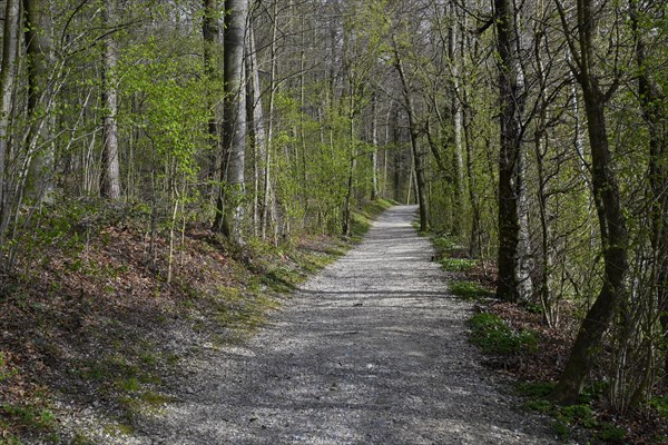 Waldweg menschenleer