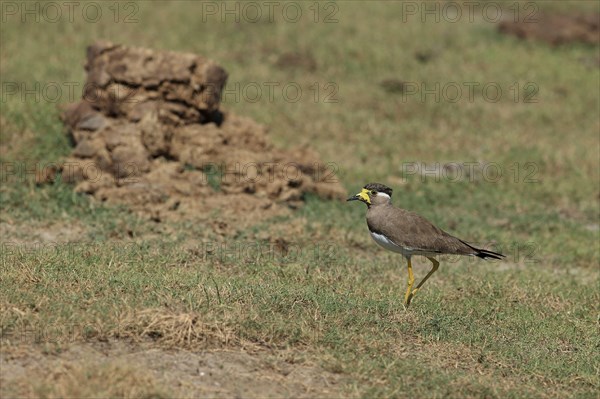 Yellow-wattled lapwing