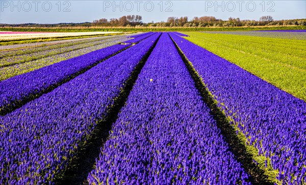 Fields of grape hyacinths in bloom