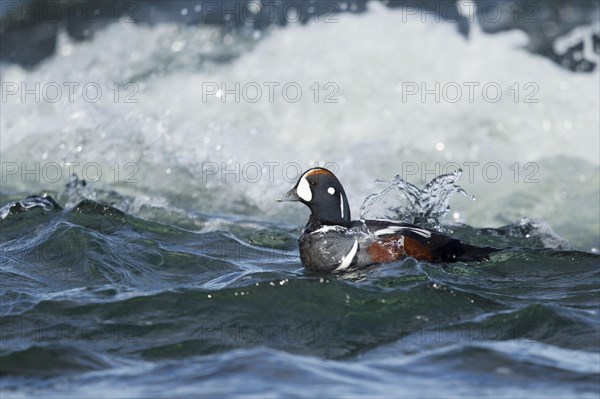 Harlequin duck