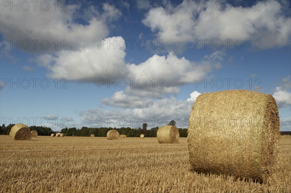 Round bales of straw in a stubble field