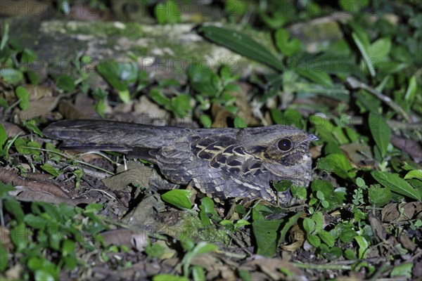 Pauraque