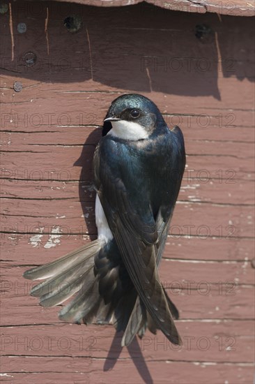 Tree Swallow