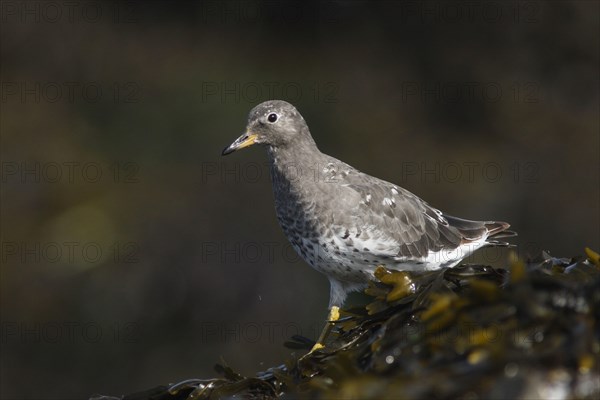 Surfbird