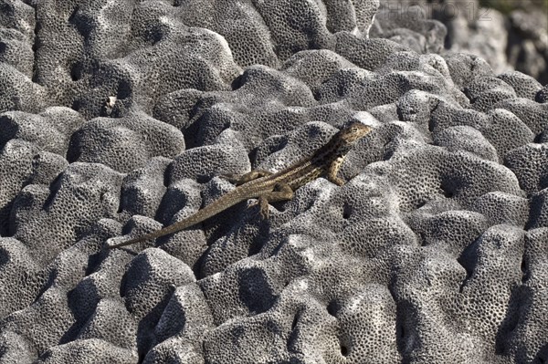 Tropidurus albemarlensis