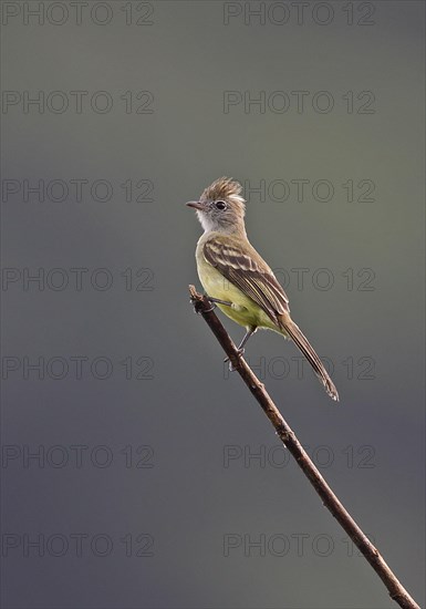 Yellow-bellied Elaenia