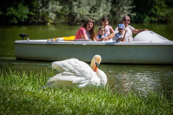 Swan