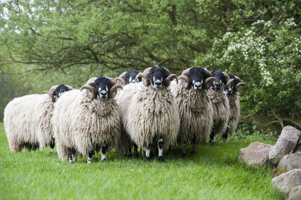 Dalesbred sheep