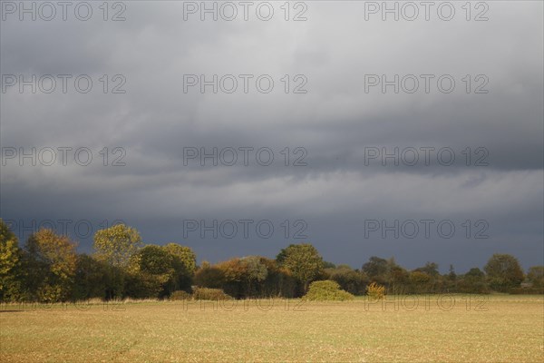 View of cultivated arable field and hedgerow