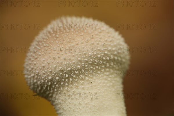 Detail of the common puffball