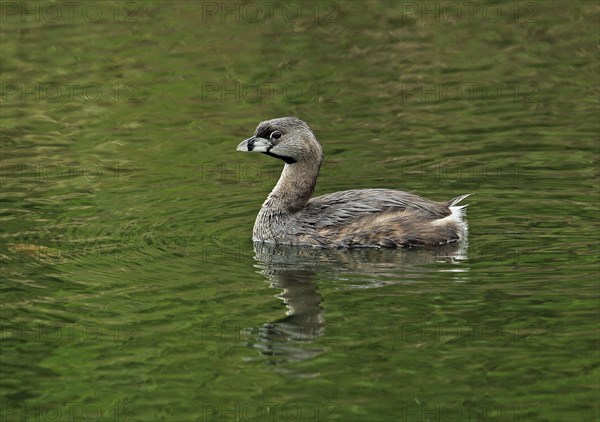 Pied-billed Grebe