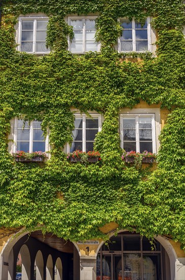 Town hall facade planted with boston ivy
