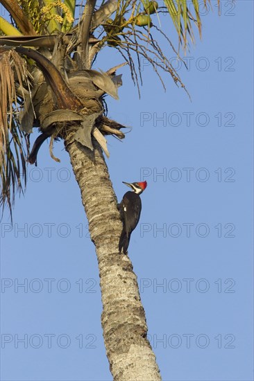 Pileated Woodpecker
