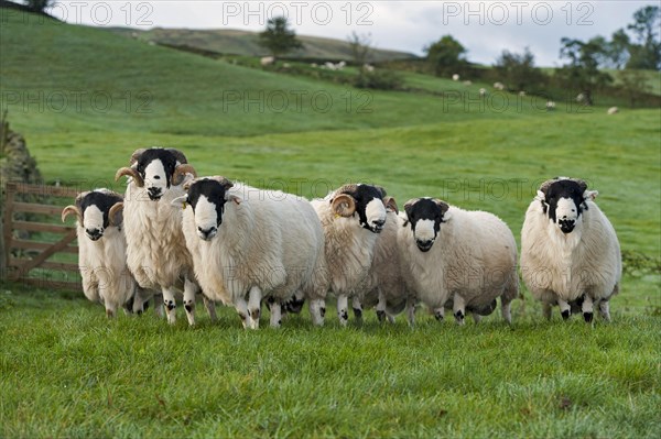 Kendal Rough Fell Sheep