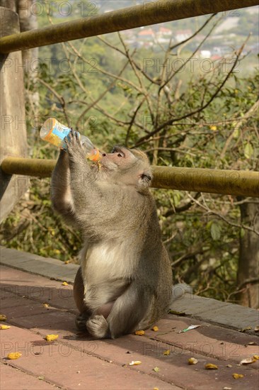 Crab-eating macaques