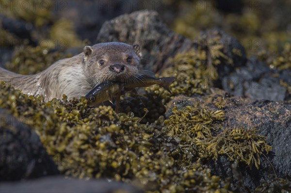 European Otter