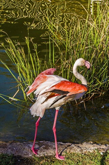 Flamingo