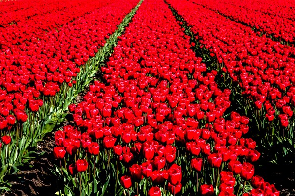 Flowering tulip fields
