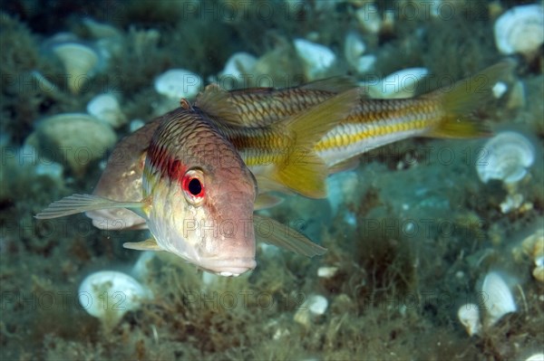 Red mullet Elba