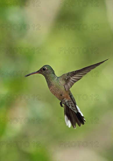 Scaly-breasted Hummingbird